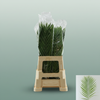 Cane Palm