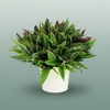 Asia Foliage Mix