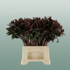Cordyline Compacta Groen[rd]