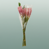 Alpinea Pink