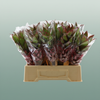 Ananas Nina Small