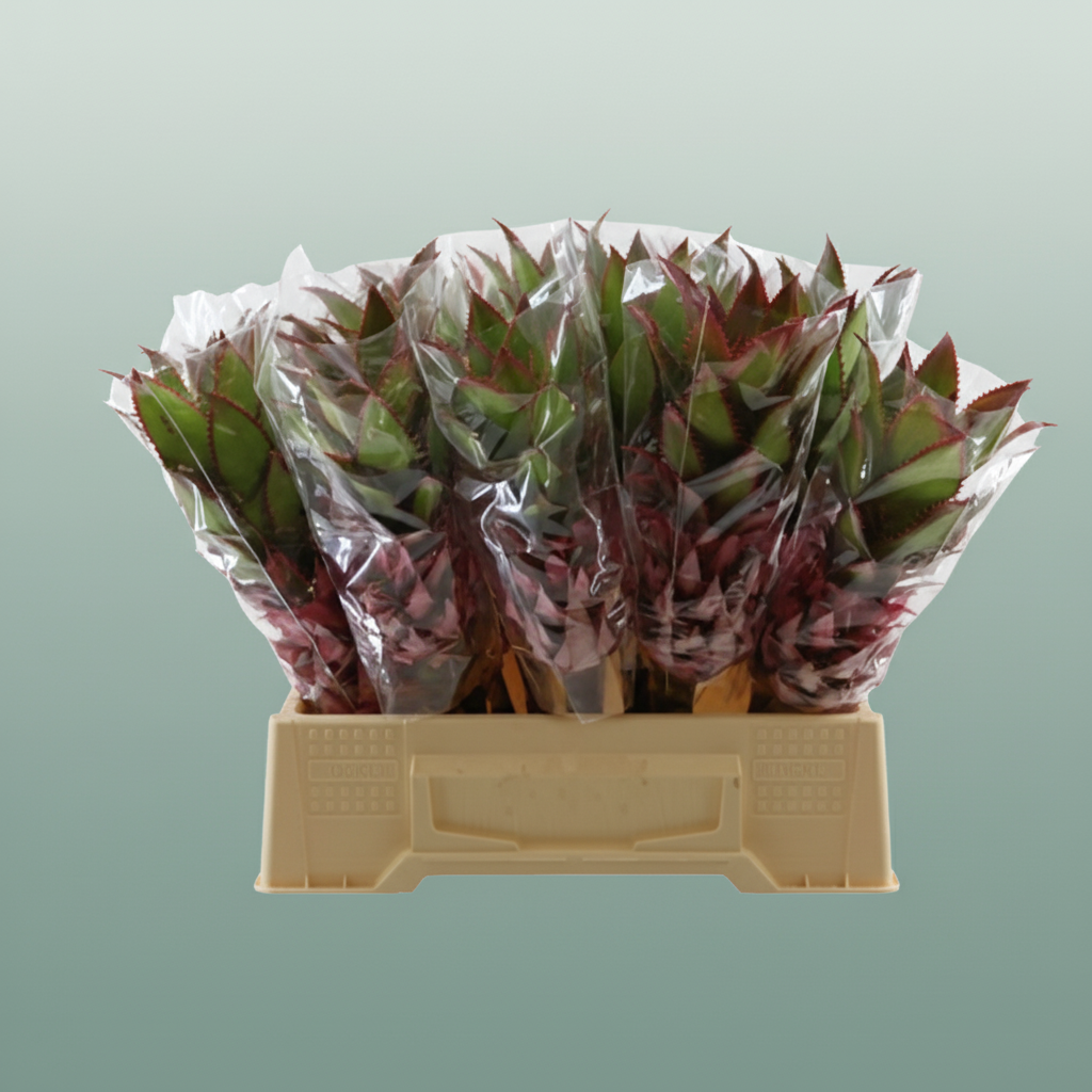 Ananas Nina Small
