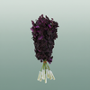 Orchid Dendro Black Beauty