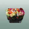 Rose Eq Mix Rainbow