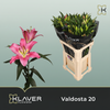 Lily Or Valdosta