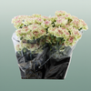 Carnation Standard Mochi
