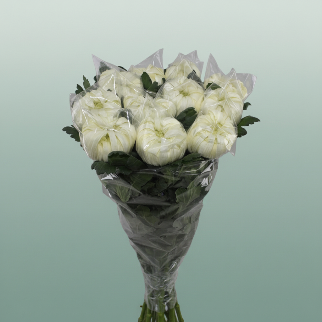 Chrysanthemum G Deko Vienna White
