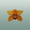 Orchid Cymbidium Esther
