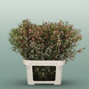 Waxflower My Sweet 16
