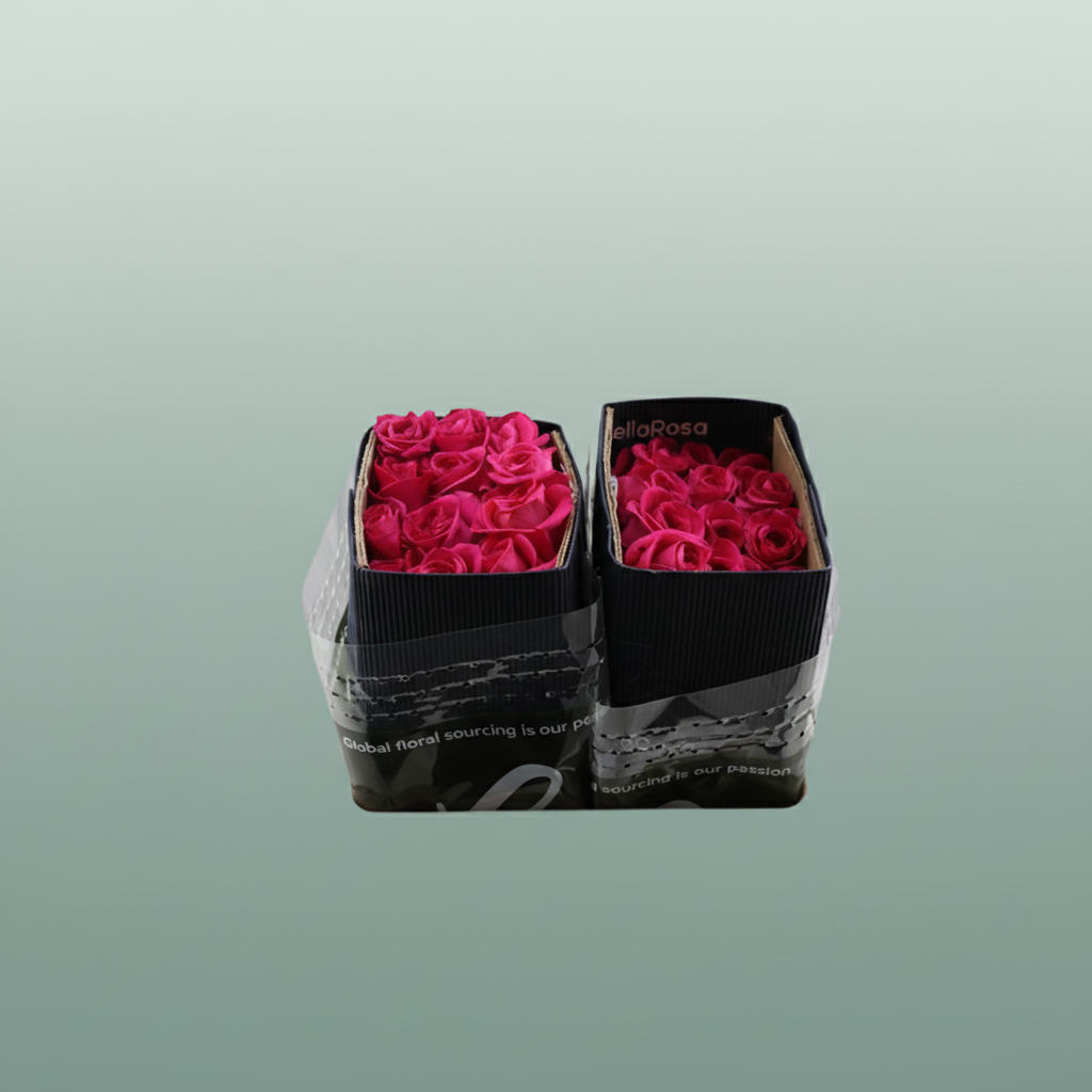 Rose Eq Pink Floyd!
