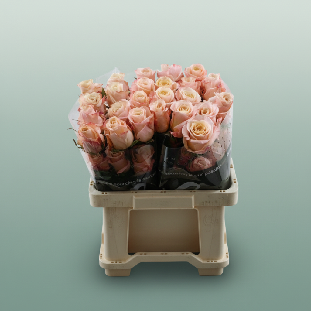 Rose Eq Shimmer