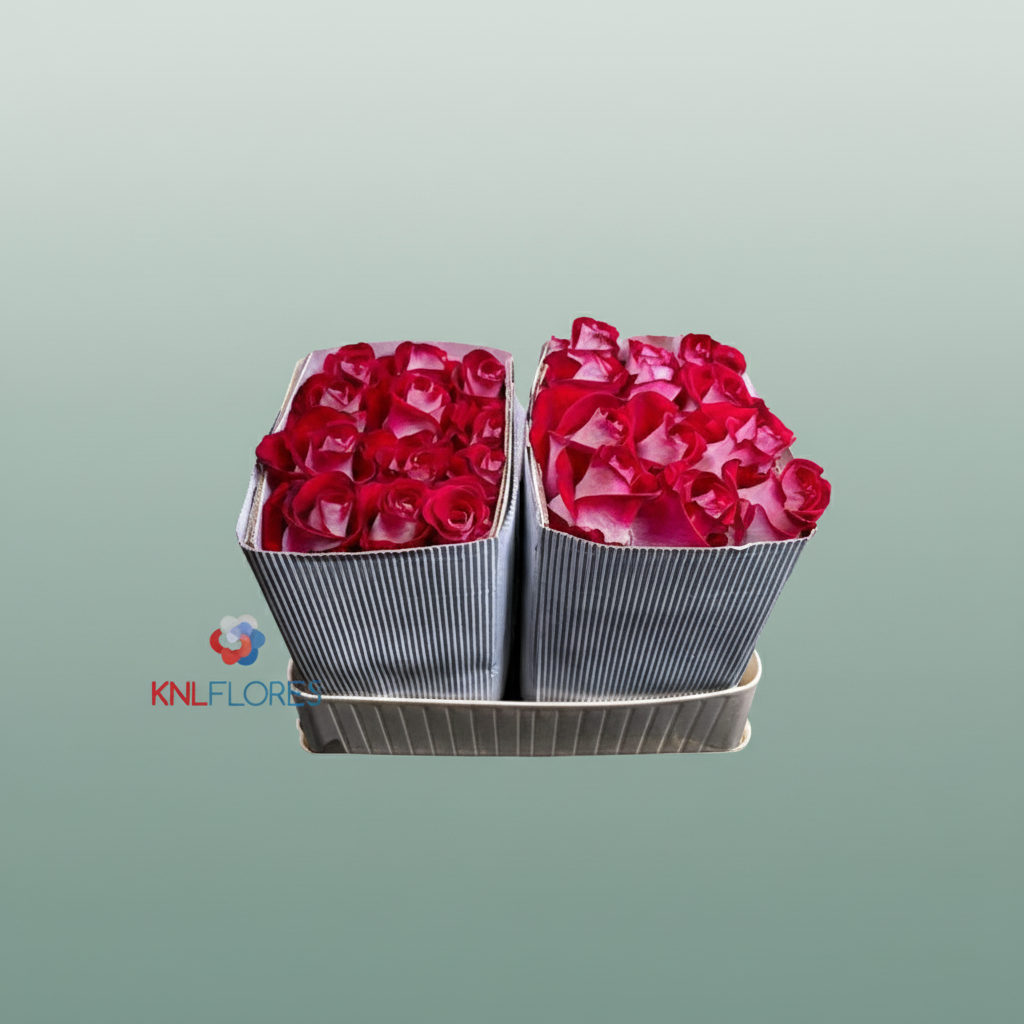 Rose Eq Bluez+