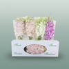Orchid Dendro Pastel Color