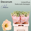 Eustoma Rosita Champagne