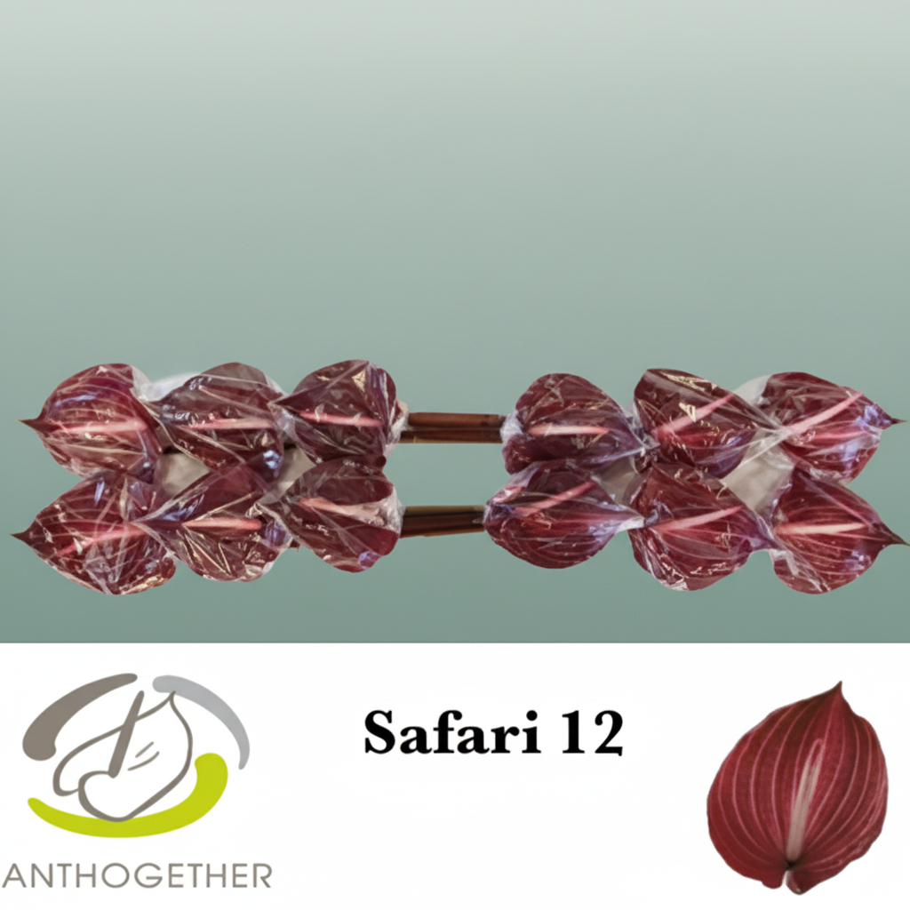 Anthurium Safari