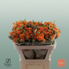 Spray Rose Orange Queen
