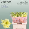 Eustoma Heavenly Dyed Fuchia