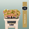 Eustoma Falda Apricot