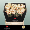 Rose Priscilla