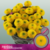 Chrysanthemum Spray Letitbe