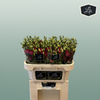 Eustoma Red Wholesalers Choice