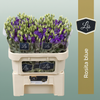 Eustoma Blue Wholesalers Choice