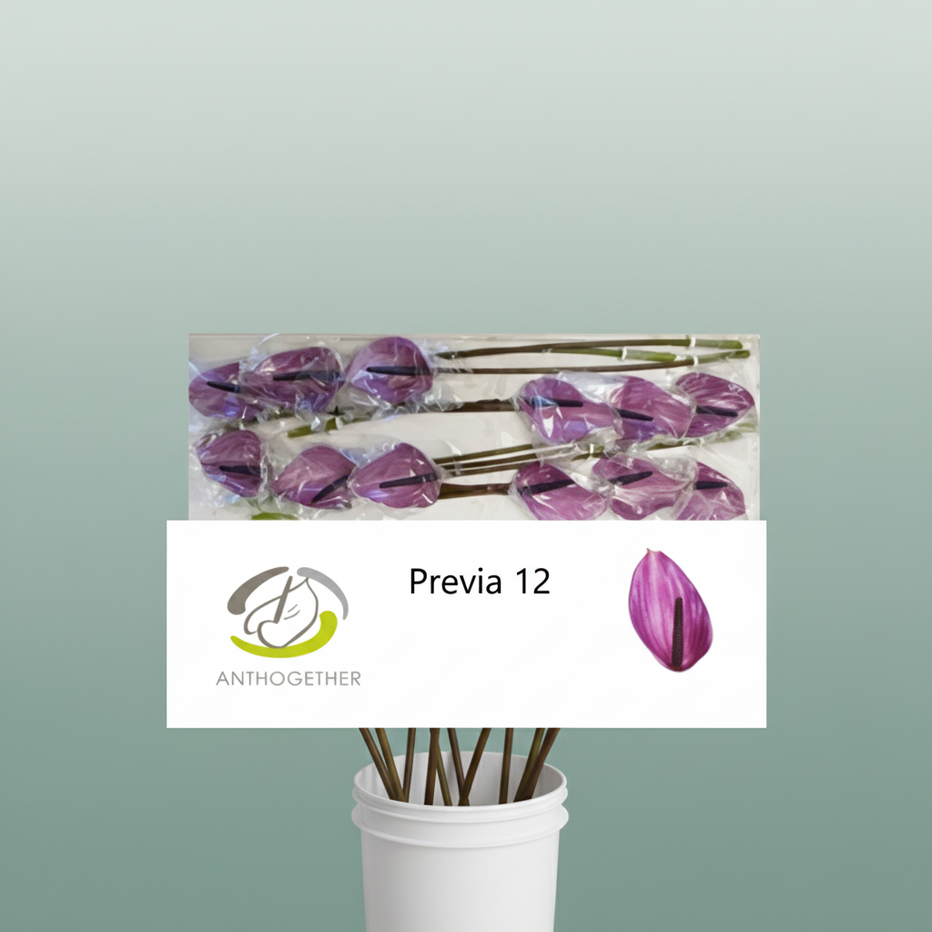 Anthurium Previa