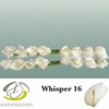 Anthurium Whisper