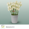 Anthurium Moments