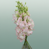 Orchid Dendro Cinta Sweet