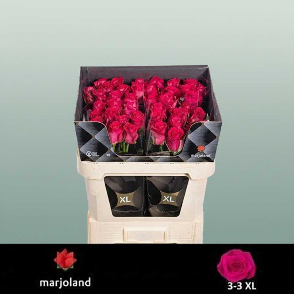 Rose Xoch!