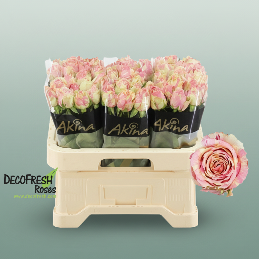 Rose Fiesta