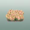 Rose Frutteto