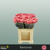Rose Ramonda