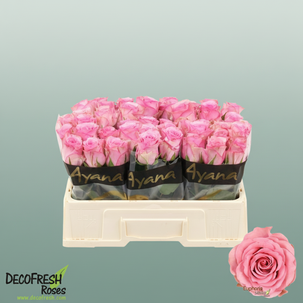 Rose Euphoria