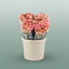 Spray Rose Pepita