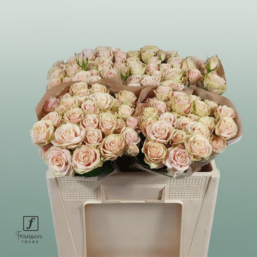 Spray Rose Whitney