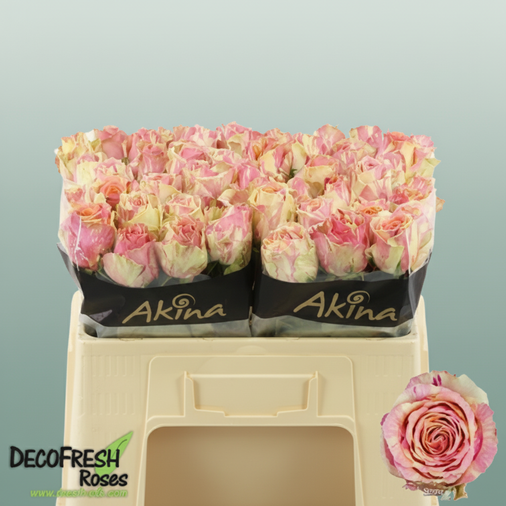 Rose Fiesta