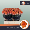 Rose Twilight