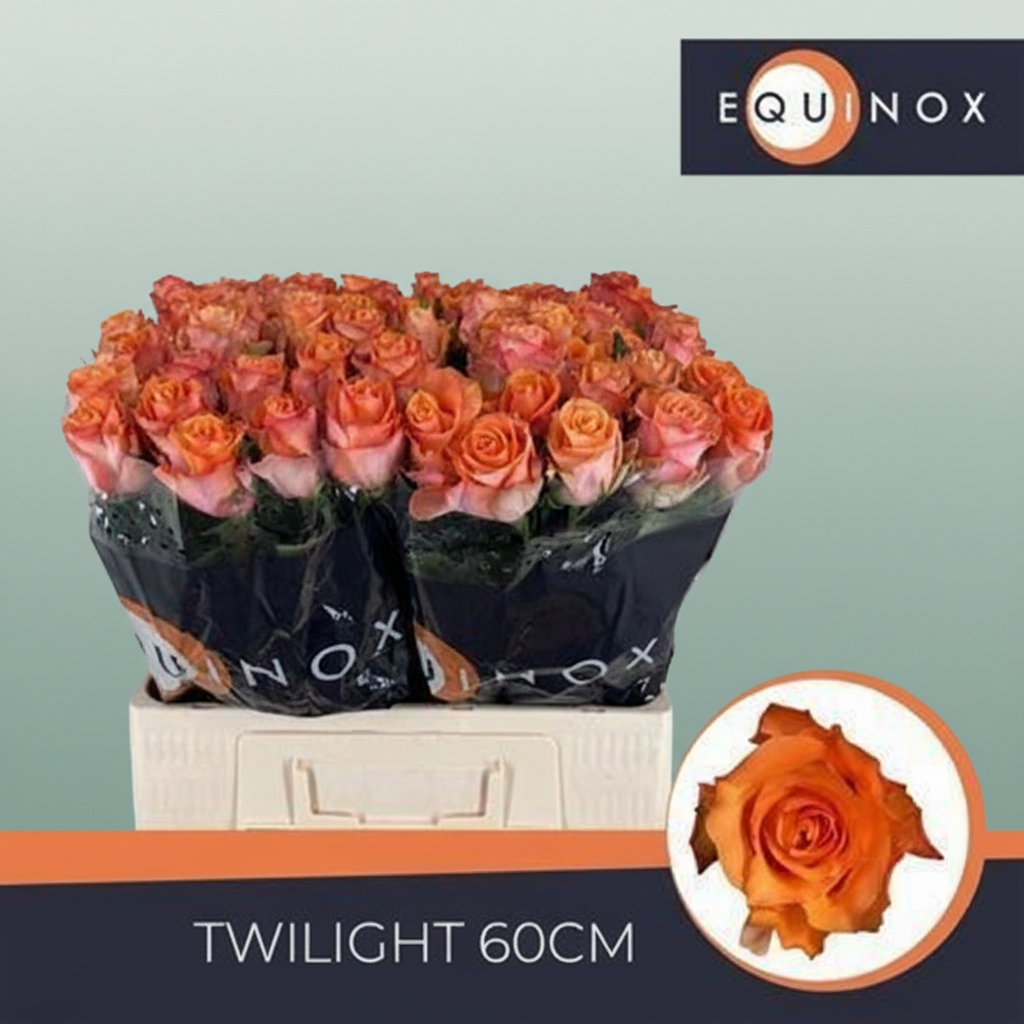 Rose Twilight