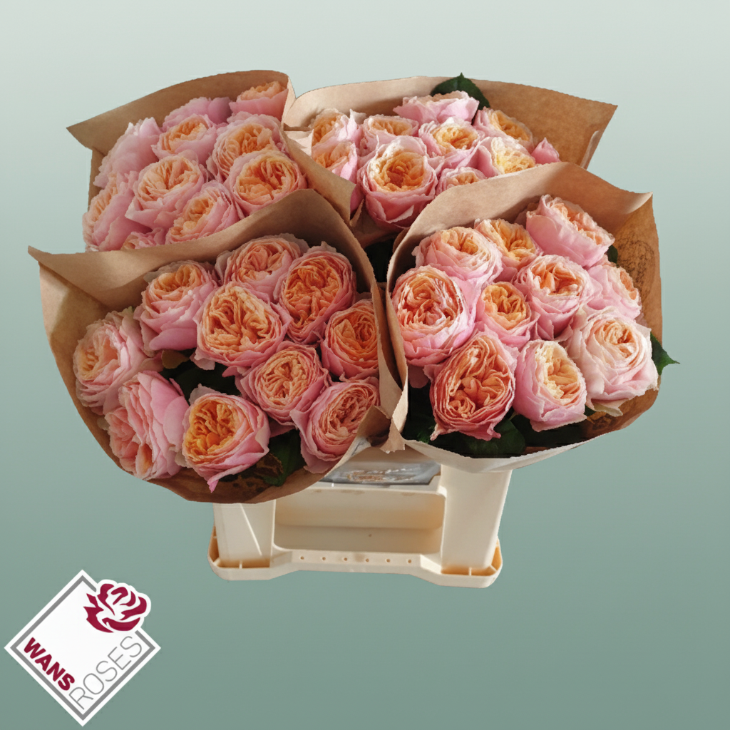 Rose Vuvuzela