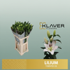 Lily Ot Tisento 3+