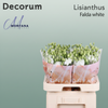 Eustoma Falda White