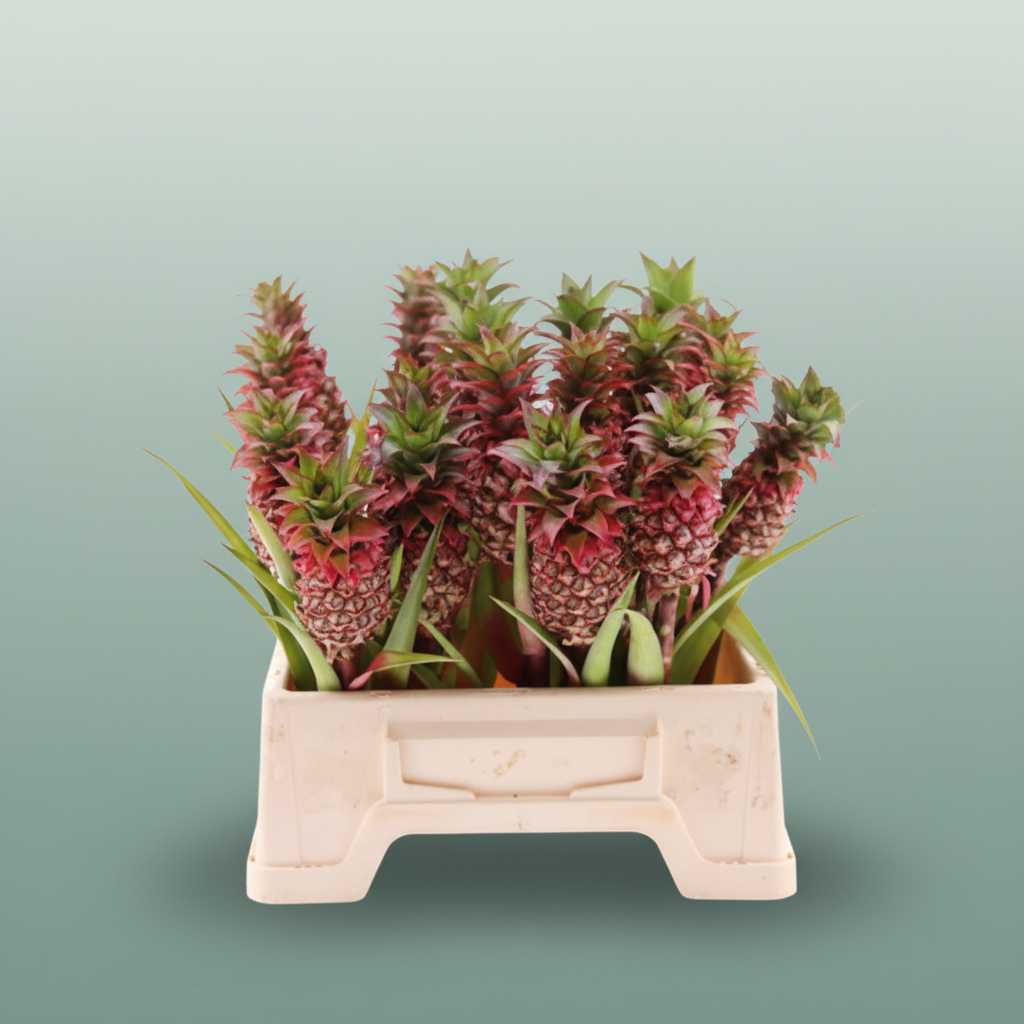 Ananas Anaue