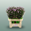 Aster Double Pink