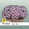 Chrysanthemum Santini Mad Tyolo Bico