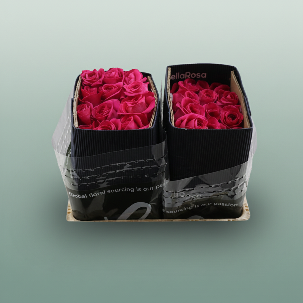 Rose Eq Pink Floyd!