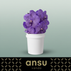 Orchid Vanda Su Lave Sprink