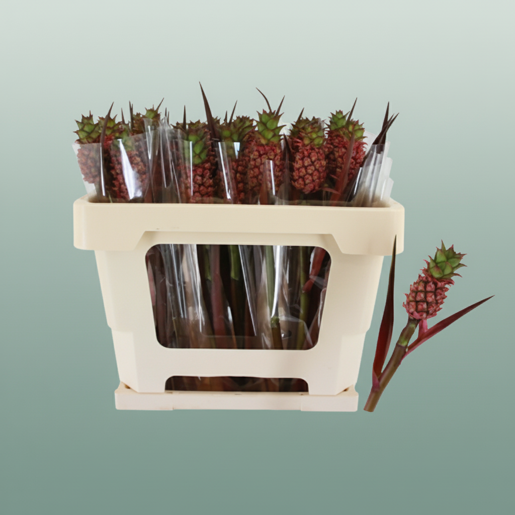 Ananas Perfetto