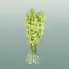 Orchid Dendro Green